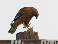 Hawk4.jpg
