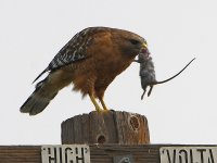 Hawk5.jpg