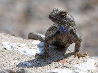 Lizard2.jpg