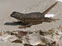 Lizard4.jpg