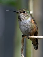 Hummer15.jpg