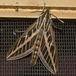 Moth.jpg