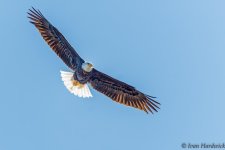 _IVA1801_DxO.jpg