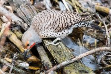 Flicker-331.jpg