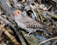 Flicker-330.jpg
