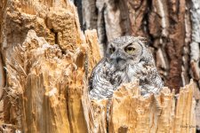 WestOwl-300.jpg