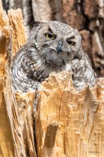 WestOwl-301.jpg