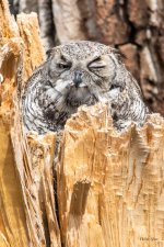 WestOwl-302.jpg
