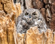 WestOwl-304.jpg
