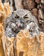 WestOwl-305.jpg