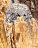 WestOwl-307.jpg