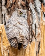WestOwl-308.jpg