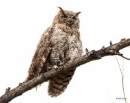 WestOwl-309.jpg