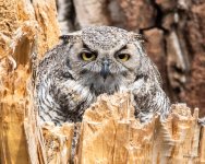 WestOwl-303.jpg