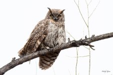 WestOwl-310.jpg