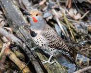 Flicker-332.jpg
