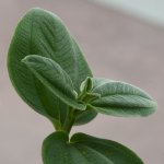 Leaf.jpg