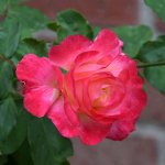 Rose4.jpg