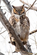 Owl-321.jpg