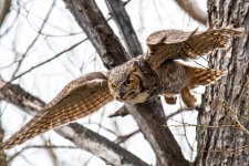 OwlFlight-300.jpg