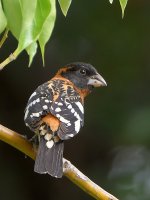 Grosbeak2.jpg