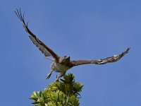 Hawk5.jpg