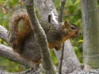 Squirrel4.jpg