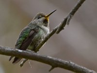 Hummer.jpg