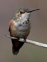Hummer19.jpg