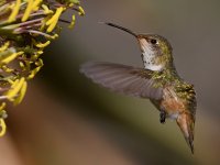 Hummer46.jpg