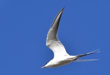 _ROY4752.JPG