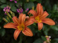Lilies.jpg