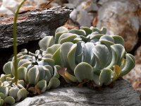 Succulant.jpg