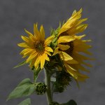 SunFlower.jpg