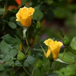 YellowRose.jpg
