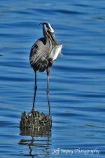 DSC_4346.jpg