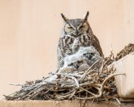 VistaOwls-300.jpg