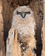 TwinLakesOwls-330.jpg