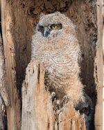 TwinLakesOwls-331.jpg
