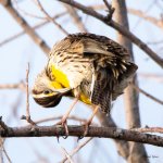 Meadowlark-330.jpg