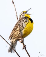 Meadowlark-331.jpg