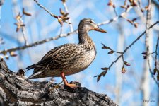 DuckInTree-300.jpg