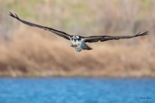 OspreyFlight-310.jpg