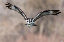 OspreyFlight-309.jpg