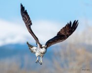 OspreyFlight-306.jpg