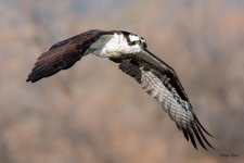 OspreyFlight-305.jpg