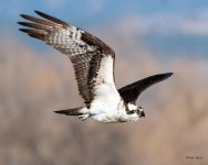 OspreyFlight-304.jpg