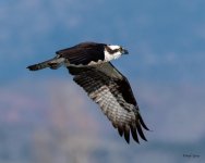 OspreyFlight-301.jpg