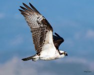 OspreyFlight-302.jpg