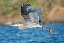 GBH-345.jpg